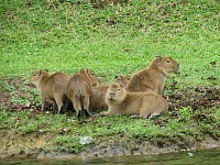 Capybaras live on places that has both land and water.