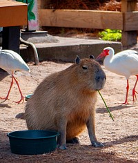 Capybara eating