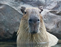 capybara