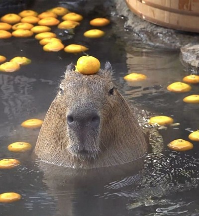 Capybara balancing a tangerine