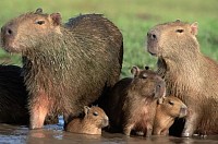Capybara Family