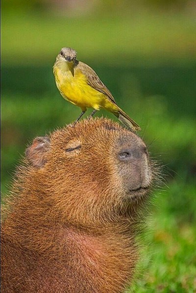 capybara with bird
