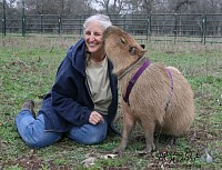 capybara with human