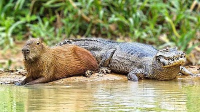 capybara with crocodile